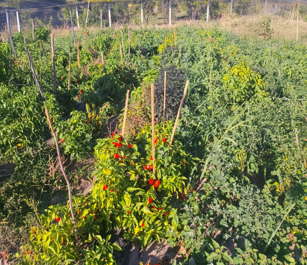 Organski uzgoj paprike u polju Vesela Bašta Vojvodina