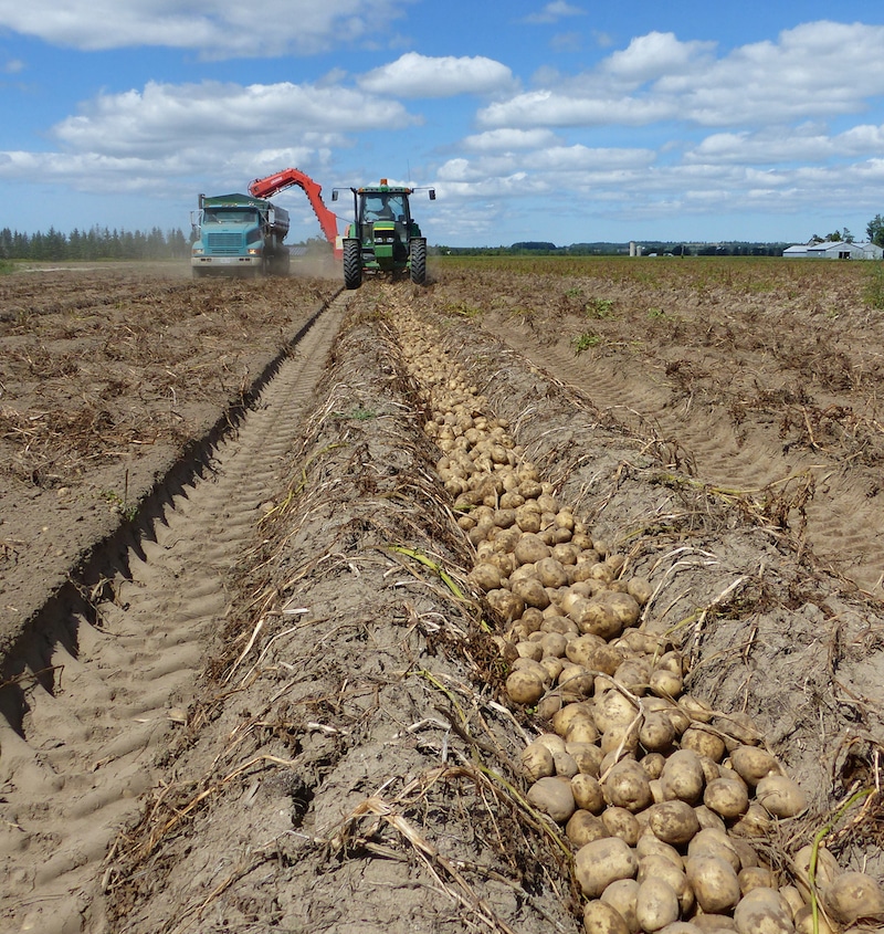 beli krompir vesela basta kategorija product first
