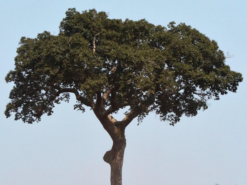 brazilski orah sirovi vesela basta kategorije orasasti plodovi product first