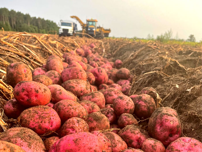 crveni krompir vesela basta produkt kategorija povrce second