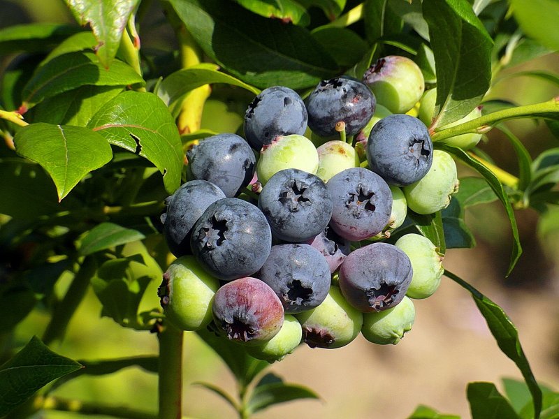 kandirana borovnica vesela basta kategorija orasasti plodovi product first