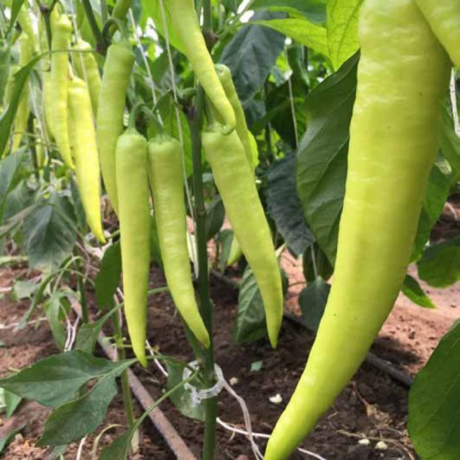 ljuta papricica vesela basta kategorija povrce first