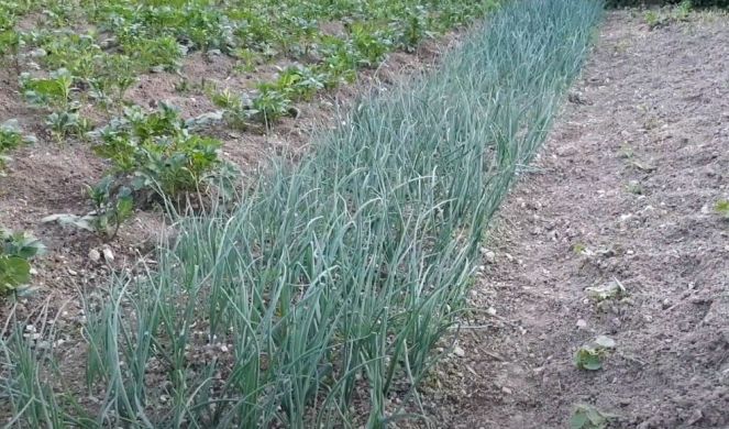 mladi luk vesela basta kategorija povrce product second