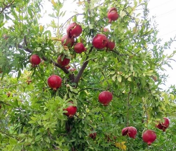 nar svež vesela basta voće kategorija product first