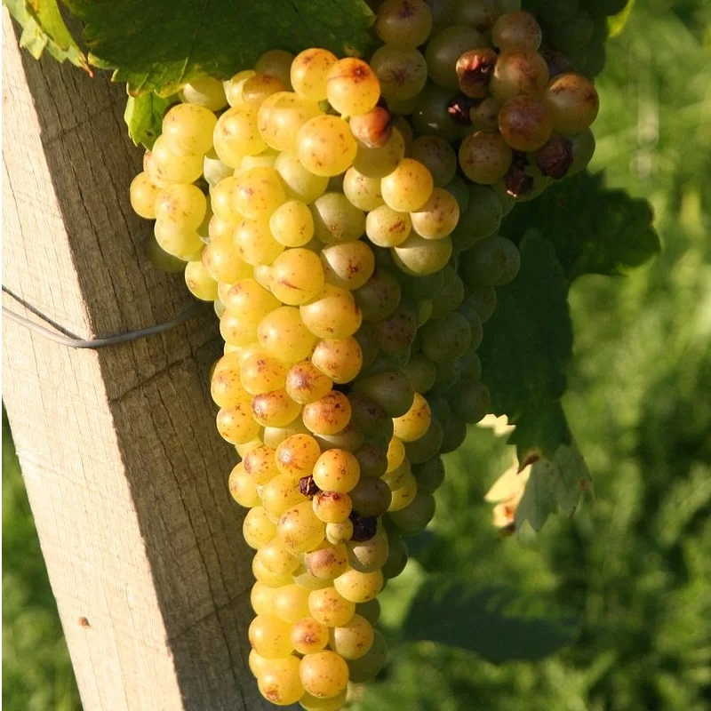 suvo svetlo grožđe vesela basta kategorija orasasti plodovi