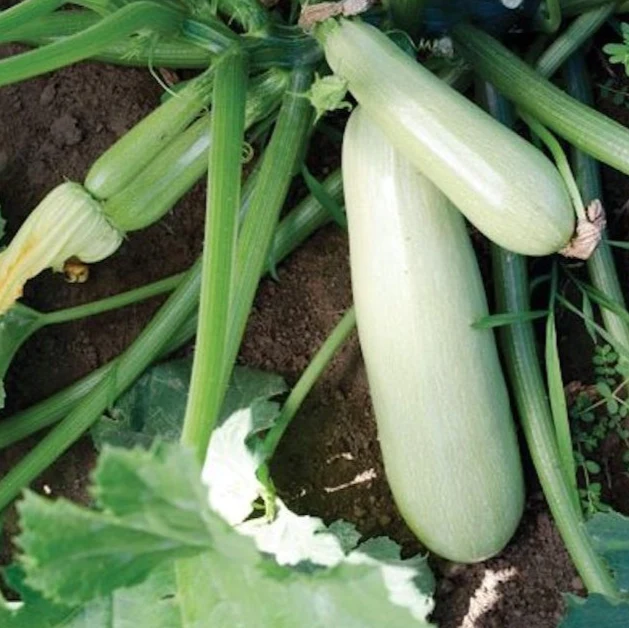 tikvice vesela basta kategorija povrce product second